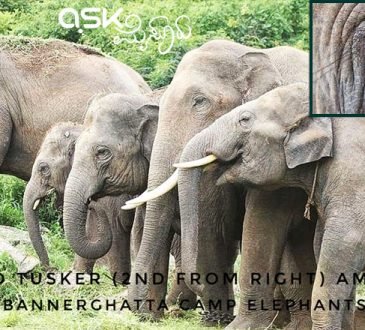 elephant eye issue
